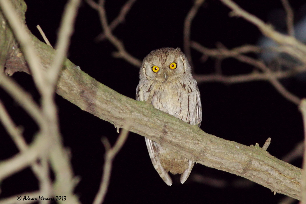 Pallid Scops-Owl